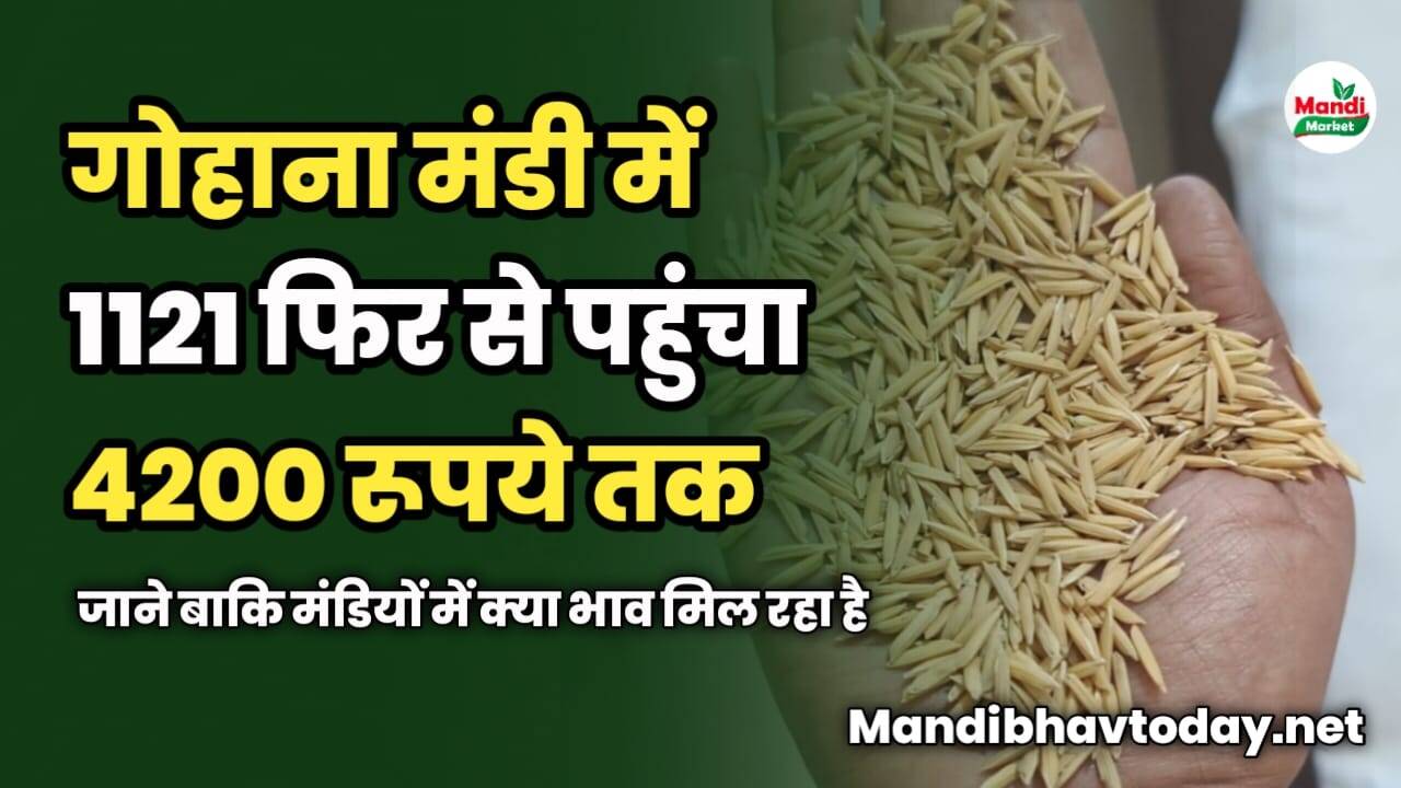 गोहाना मंडी में 1121 फिर से पहुंचा 4200 रूपये | जाने बाकि मंडियों में क्या भाव मिल रहा है