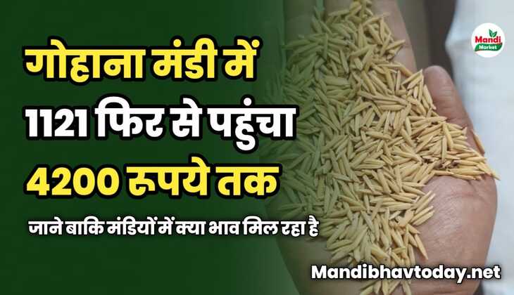 गोहाना मंडी में 1121 फिर से पहुंचा 4200 रूपये | जाने बाकि मंडियों में क्या भाव मिल रहा है