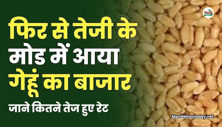 फिर से तेजी के मोड में आया गेहूं का बाजार | जाने कितने तेज हुए रेट