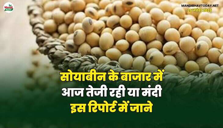सोयाबीन के बाजार में आज तेजी रही या मंदी | इस रिपोर्ट में जाने