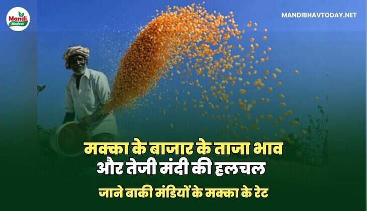 मक्का के बाजार के ताजा भाव और तेजी मंदी की हलचल देखें इस&nbsp;रिपोर्ट&nbsp;में