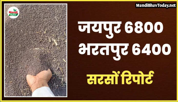 नए साल में क्या रहेगा सरसों का भाव ? देखें सरसों के भविष्य को लेकर तेजी मंदी रिपोर्ट