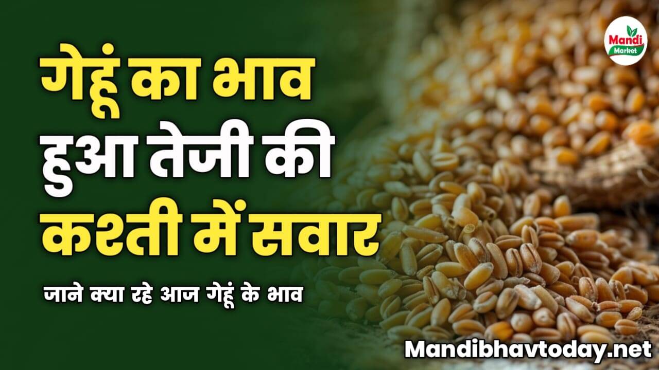 गेहूं का भाव हुआ तेजी की कश्ती में सवार | जाने क्या रहे आज गेहूं के भाव