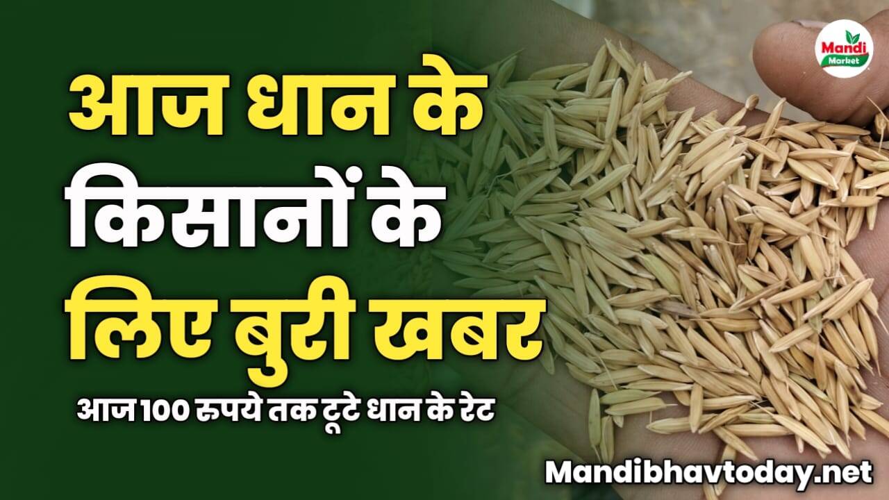 धान के किसानों के लिए बुरी खबर | आज 100 रुपये तक टूटे धान के रेट