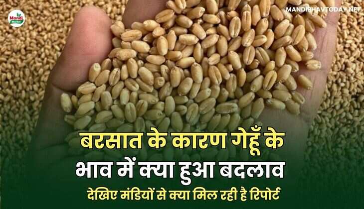 बरसात के कारण गेहूँ के भाव में क्या हुआ बदलाव | देखिए मंडियों से क्या मिल रही है रिपोर्ट