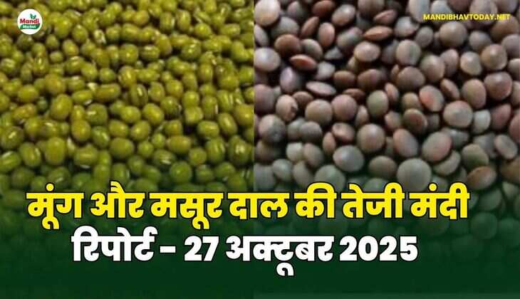 मूँग और मसूर दाल की तेजी मंदी रिपोर्ट - 25 अक्टूबर 2025 