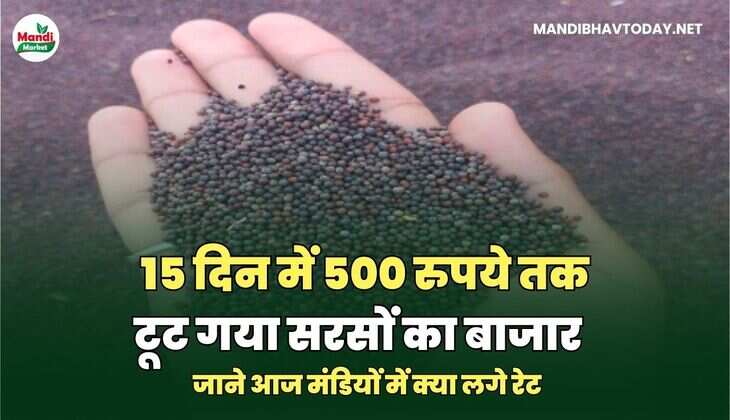 15 दिन में 500 रुपये तक टूट गया सरसों का बाजार | जाने आज मंडियों में क्या लगे रेट