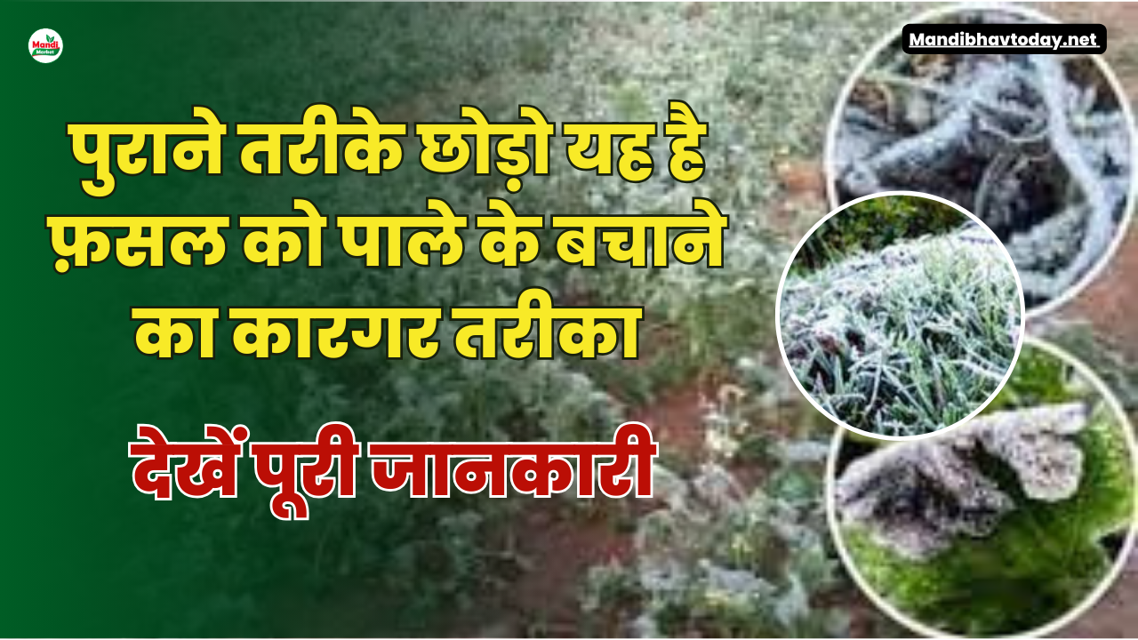 पुराने तरीके छोड़ो यह है फ़सल को पाले के बचाने का कारगर तरीका | देखें पूरी जानकारी