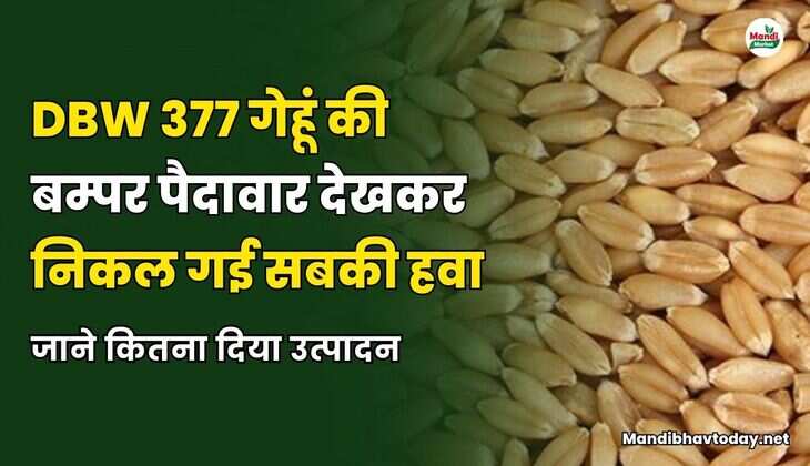 DBW 377 गेहूं की बम्पर पैदावार देखकर निकल गई सबकी हवा | जाने कितना दिया उत्पादन