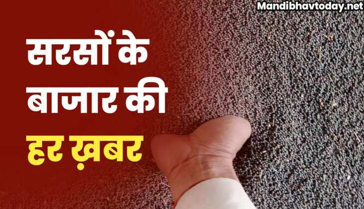 sarso teji mandi report