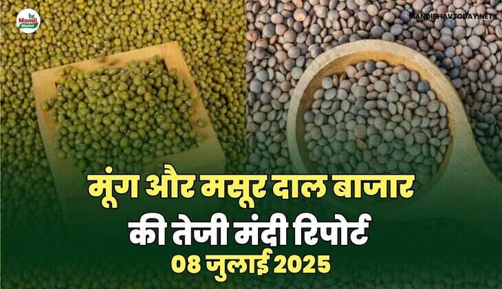 मसूर और मूंग दाल बाजार की तेजी मंदी रिपोर्ट -08 जुलाई 2025