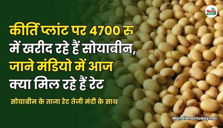  सोयाबीन के ताजा रेट तेजी मंदी के साथ