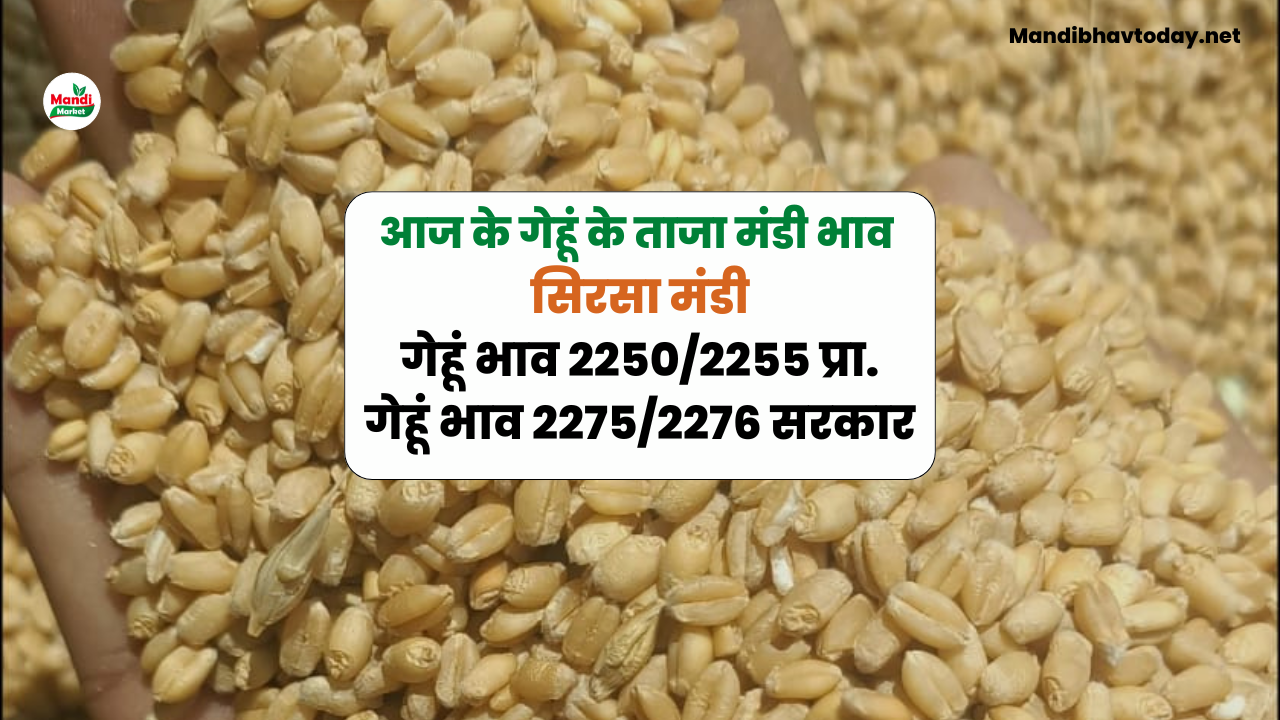 देखे आज के गेहूँ के ताजा मंडी भाव | Gehu ke Bhav 11 May 2024