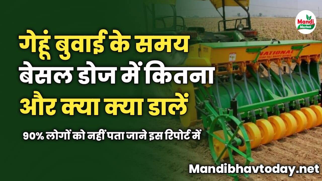 गेहूं बुवाई के समय बेसल डोज में कितना और क्या क्या डालें | 90% लोगों को नहीं पता जाने इस रिपोर्ट में