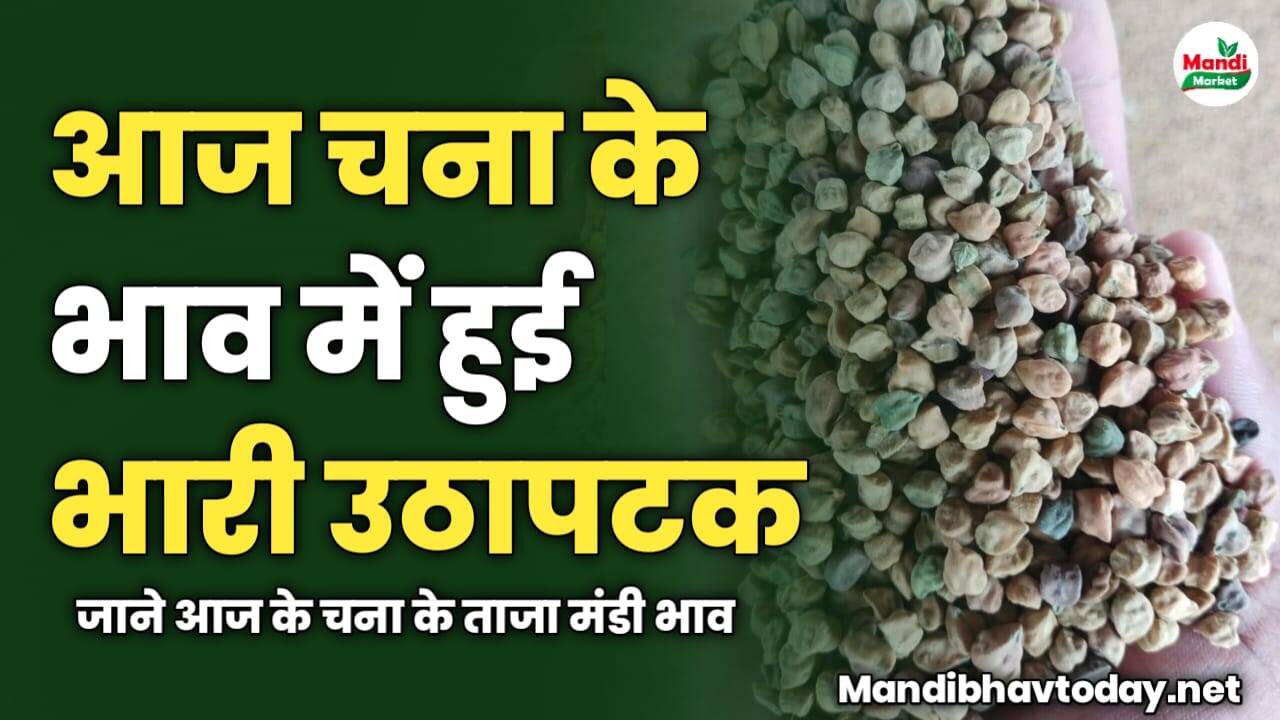चना के भाव में हुई भारी उठापटक | जाने आज के चना के ताजा मंडी भाव