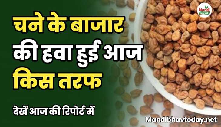 चने के बाजार की हवा हुई आज किस तरफ | देखें आज की रिपोर्ट में chane ke taja mandi bhav 7 february 2025