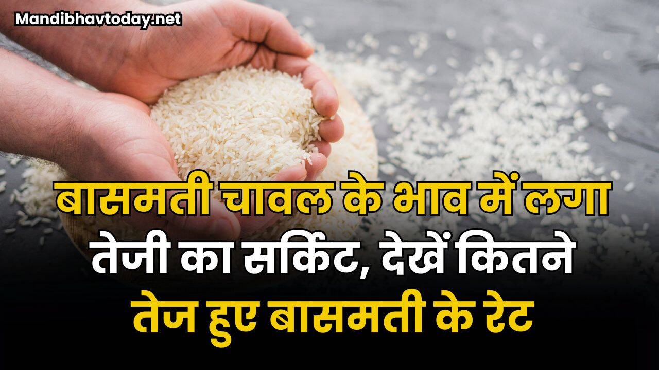 बासमती चावल के भाव में लगा तेजी का सर्किट | देखें कितने तेज हुए बासमती के रेट