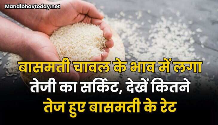 बासमती चावल के भाव में लगा तेजी का सर्किट | देखें कितने तेज हुए बासमती के रेट