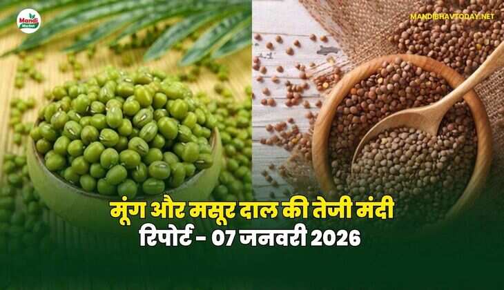 मूंग मसूर दाल की तेजी मंदी रिपोर्ट - 07 जनवरी 2026