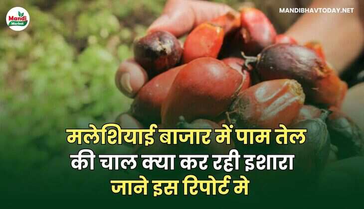 मलेशियाई बाजार में पाम तेल की चाल क्या कर रही इशारा | रिपोर्ट में जाने