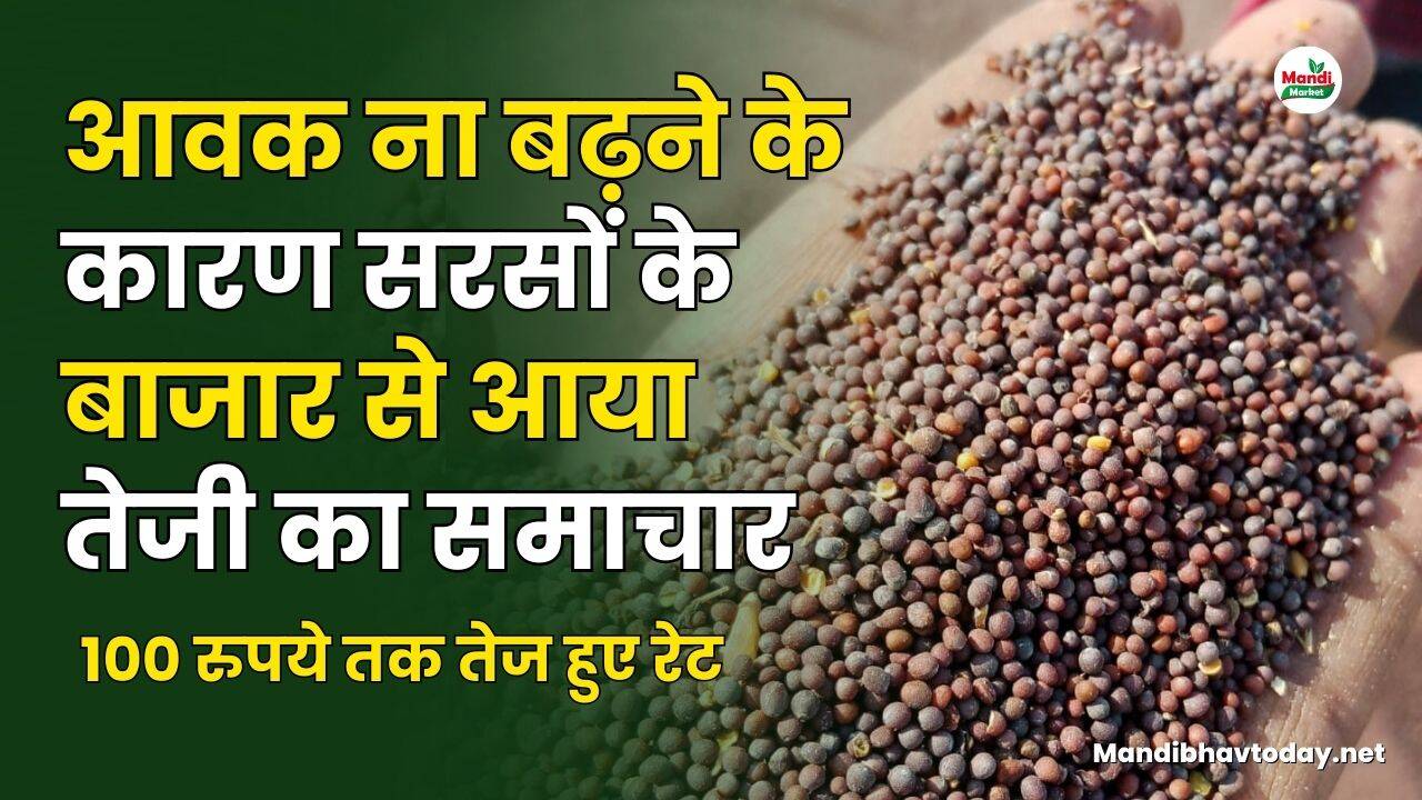आवक ना बढ़ने के कारण सरसों के बाजार से आया तेजी का समाचार | 100 रुपये तक तेज हुए रेट