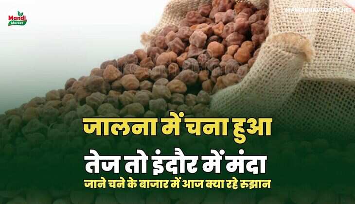 चना IMAGE