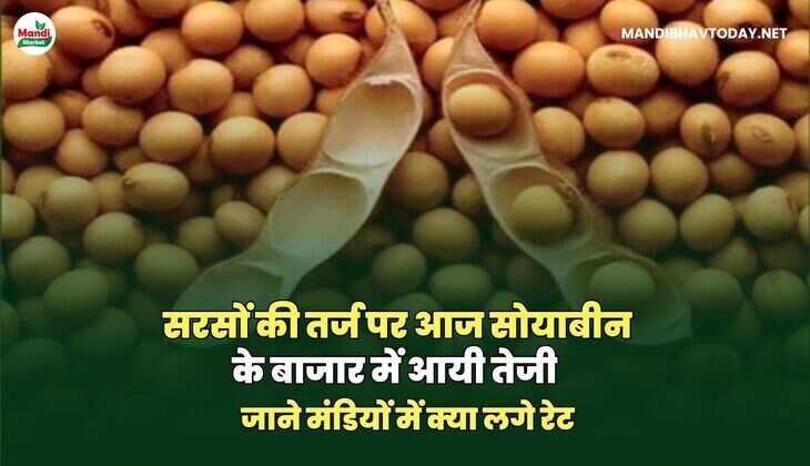 soyabean bhav