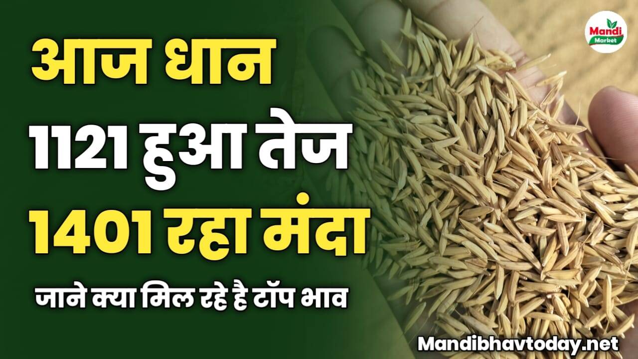 आज धान 1121 हुआ तेज 1401 रहा मंदा | जाने क्या मिल रहे है टॉप भाव