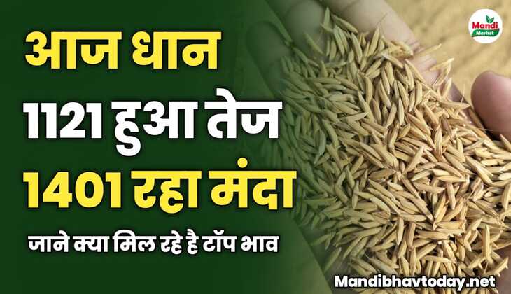 आज धान 1121 हुआ तेज 1401 रहा मंदा | जाने क्या मिल रहे है टॉप भाव 