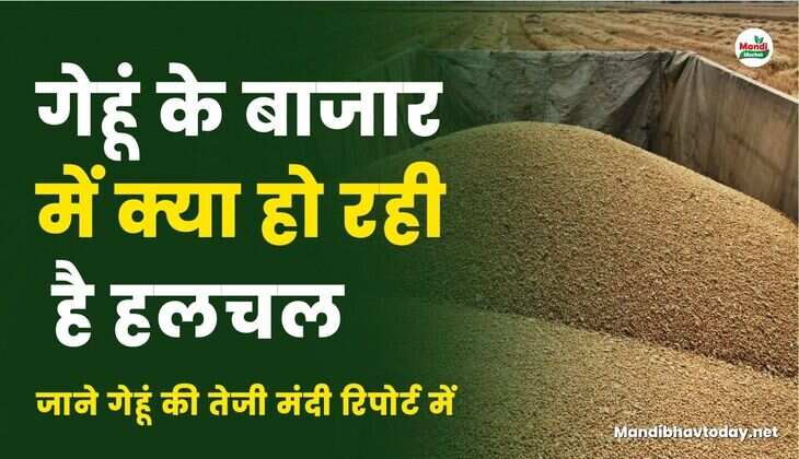 गेहूं के बाजार में क्या हो रही है हलचल | जाने गेहूं की तेजी मंदी रिपोर्ट में