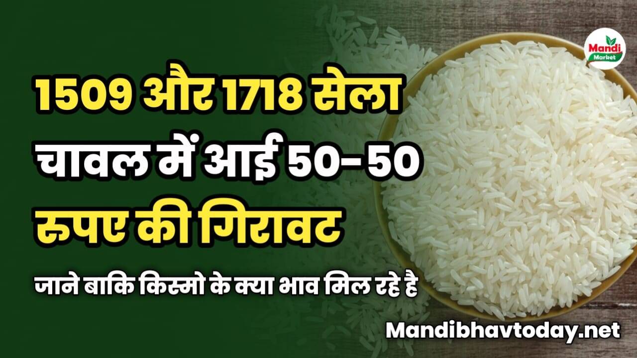 1509 और 1718 सेला चावल में आई 50-50 की गिरावट | जाने बाकि किस्मो के क्या भाव मिल रहे है