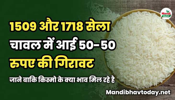1509 और 1718 सेला चावल में आई 50-50 की गिरावट | जाने बाकि किस्मो के क्या भाव मिल रहे है 