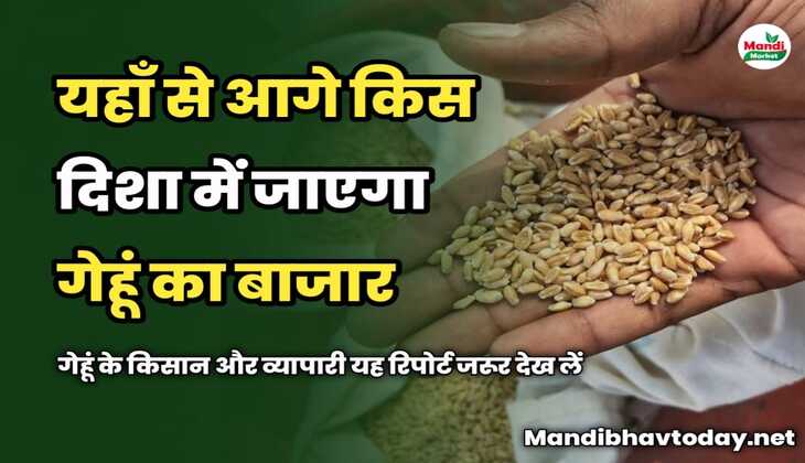 यहाँ से आगे किस दिशा में जाएगा गेहूं का बाजार | गेहूं के किसान और व्यापारी यह रिपोर्ट जरूर देख लें