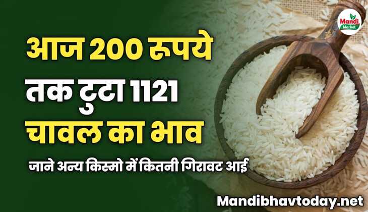 200 रूपये तक टुटा 1121 चावल का भाव | जाने अन्य किस्मो में कितनी गिरावट आई 