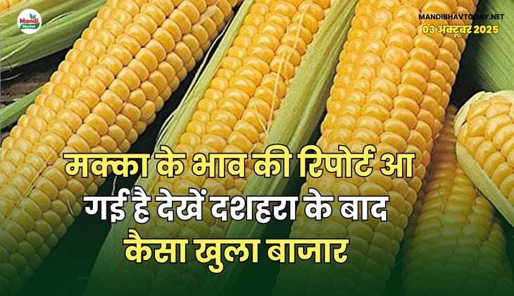 मक्का के भाव की रिपोर्ट आ गई है | देखें दशहरा के बाद कैसा खुला बाजार