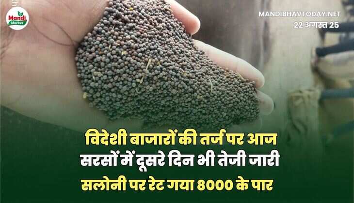 विदेशी बाजारों की तर्ज पर आज सरसों में दूसरे दिन भी तेजी जारी | सलोनी पर रेट गया 8000 के पार