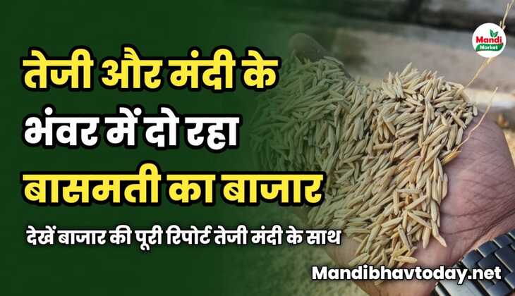 तेजी मंदी के भंवर में दो रहा बासमती का बाजार | देखें बाजार की पूरी रिपोर्ट तेजी मंदी के साथ