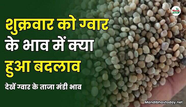 शुक्रवार को ग्वार के भाव में क्या हुआ बदलाव | देखें ग्वार के ताजा मंडी भाव  28 मार्च 25
