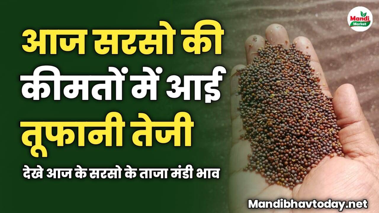 सरसो की कीमतों में आई तूफानी तेजी | देखे आज के सरसो के ताजा मंडी भाव
