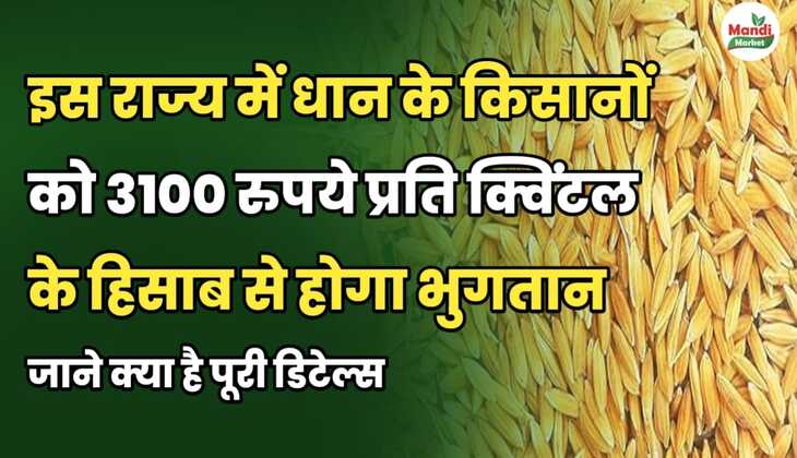 इस राज्य में धान के किसानों को 3100 रुपये प्रति क्विंटल के हिसाब से होगा भुगतान | जाने डिटेल्स