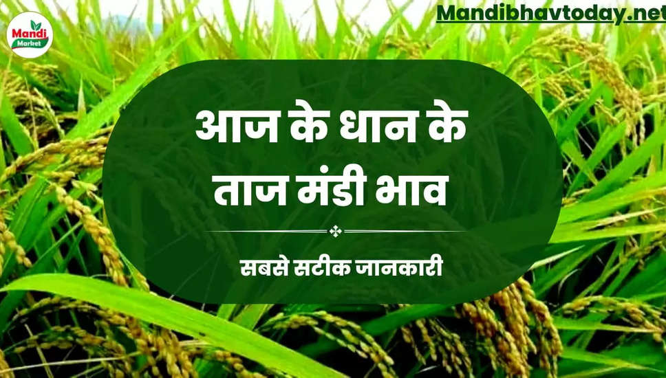 बासमती धान और चावल के ताजा भाव | Basmati Paddy And Rice Rate Today 11 March 2023