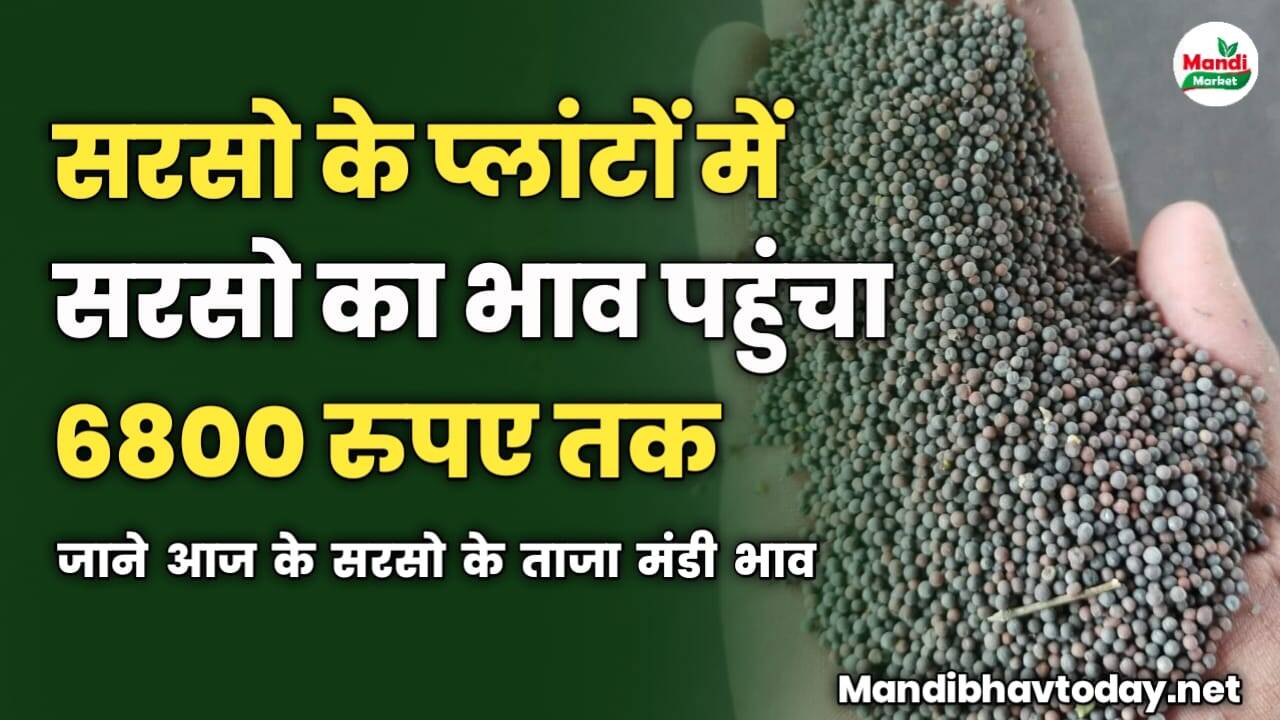 सरसो के प्लांटों में सरसो का भाव पहुंचा 6800 रुपए तक | जाने आज के सरसो के ताजा मंडी भाव