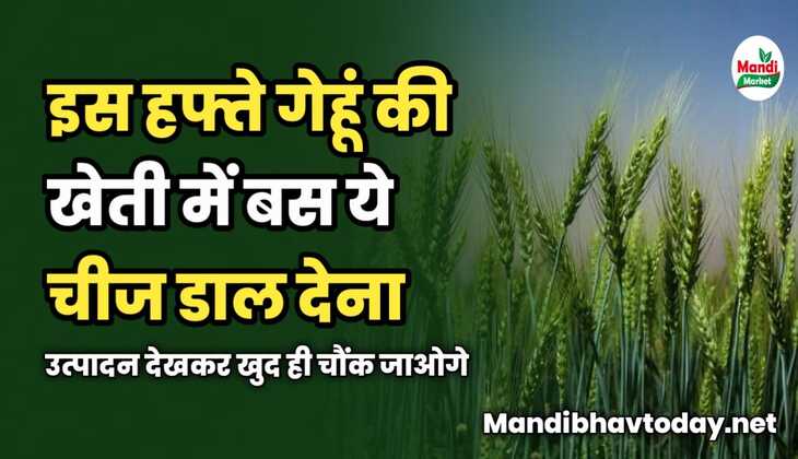 इस हफ्ते गेहूं की खेती में बस ये चीज डाल देना | उत्पादन देखकर खुद ही चौंक जाओगे