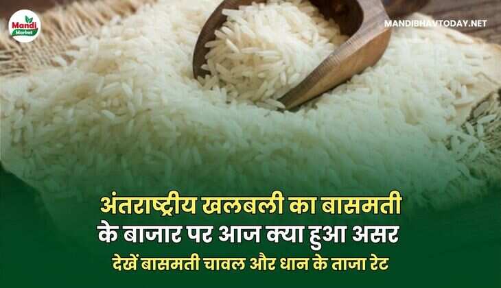 देखें बासमती चावल और धान के ताजा रेट