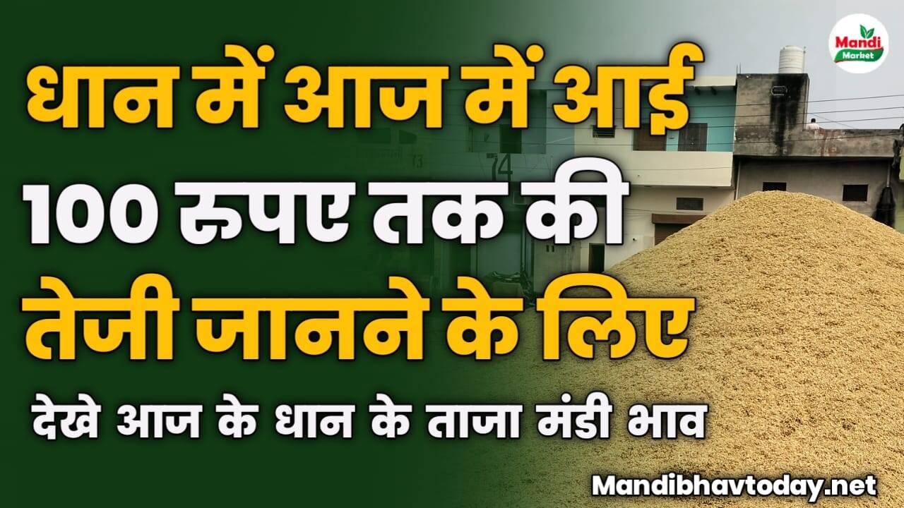 धान में आज में आई 100 रुपए तक की तेजी जानने के लिए देखे आज के धान के ताजा मंडी भाव