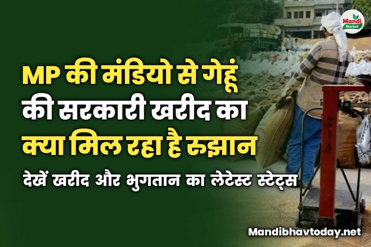 मध्य प्रदेश की मंडियो से गेहूं की सरकारी खरीद का क्या मिल रहा है रुझान | देखें खरीद और भुगतान का लेटेस्ट स्टेट्स