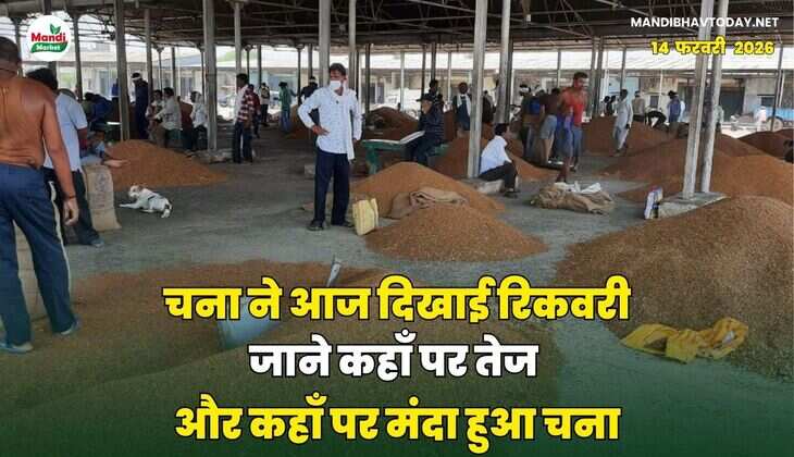  चना ने आज दिखाई रिकवरी जाने कहाँ पर तेज और कहाँ पर मंदा हुआ चना
