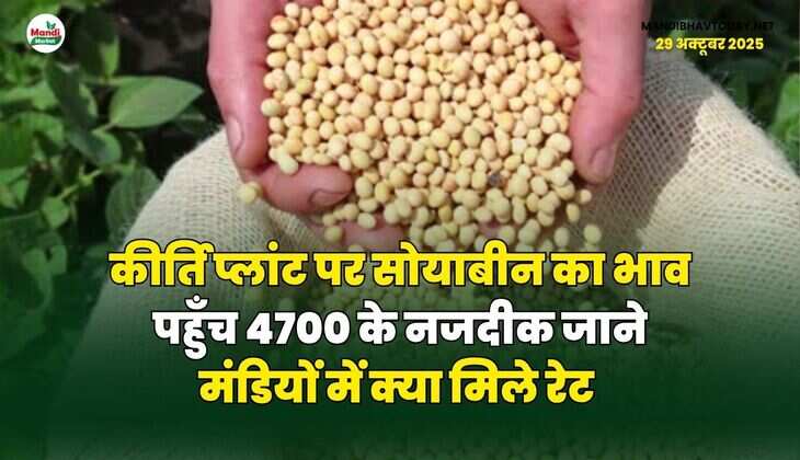 कीर्ति प्लांट पर सोयाबीन का भाव पहुँच 4700 के नजदीक | जाने मंडियों में क्या मिले रेट