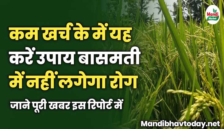 कम खर्च के में यह करें उपाय | बासमती में नहीं लगेगा रोग | जाने पूरी खबर