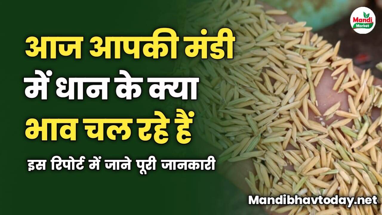 आज आपकी मंडी में धान के क्या भाव चल रहे हैं | इस रिपोर्ट में जाने